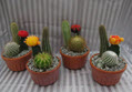 4" Cactus Garden Glazed Clay Bowl 3ppp (Box of 20)